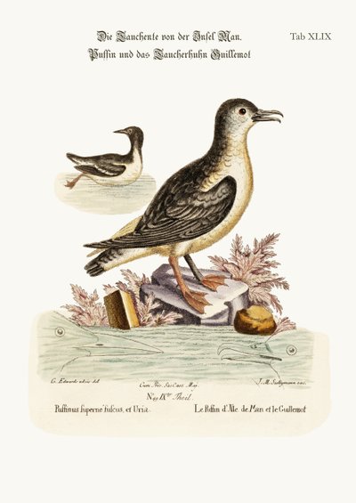 The Puffin of the Isle of Man, and the Guillemot by George Edwards